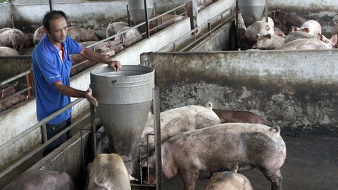 Hàng trăm heo tại Hà Nội lở mồm long móng - Ảnh 1. Hàng trăm heo tại Hà Nội lở mồm long móng - Ảnh 1.