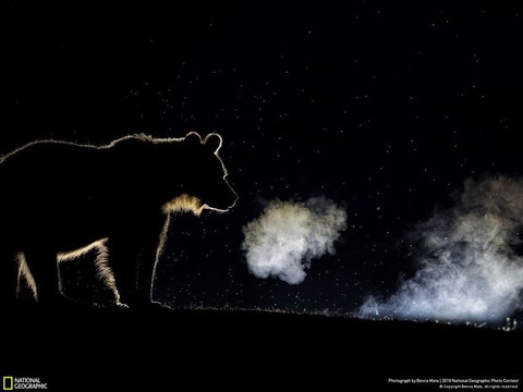 Ngắm ảnh ấn tượng cuộc thi National Geographic Photo Contest 2018 - Ảnh 18. Ngắm ảnh ấn tượng cuộc thi National Geographic Photo Contest 2018 - Ảnh 18.
