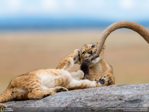 Ngắm ảnh ấn tượng cuộc thi National Geographic Photo Contest 2018 - Ảnh 8. Ngắm ảnh ấn tượng cuộc thi National Geographic Photo Contest 2018 - Ảnh 8.