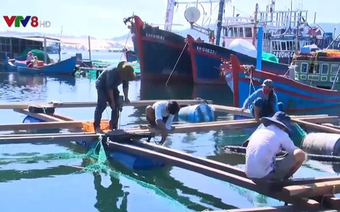 Cảnh báo tảo độc trên vịnh Vân Phong - Ảnh 1. Cảnh báo tảo độc trên vịnh Vân Phong - Ảnh 1.