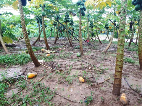 Mưa lớn ngập úng rau vụ tết, nông dân Quảng Nam thấp thỏm - Ảnh 12. Mưa lớn ngập úng rau vụ tết, nông dân Quảng Nam thấp thỏm - Ảnh 12.