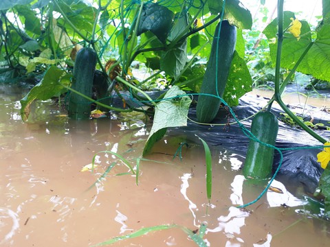 Mưa lớn ngập úng rau vụ tết, nông dân Quảng Nam thấp thỏm - Ảnh 6. Mưa lớn ngập úng rau vụ tết, nông dân Quảng Nam thấp thỏm - Ảnh 6.