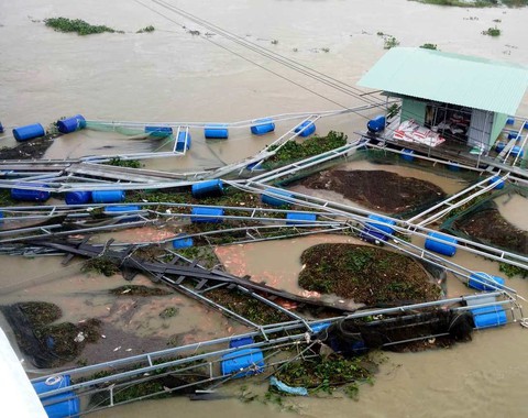 Nước lũ sông Bàn Thạch dâng cao, 40 lồng cá bị cuốn trôi - Ảnh 1. Nước lũ sông Bàn Thạch dâng cao, 40 lồng cá bị cuốn trôi - Ảnh 1.
