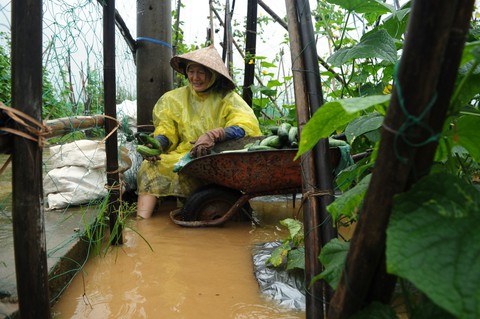 Mưa lớn ngập úng rau vụ tết, nông dân Quảng Nam thấp thỏm - Ảnh 10. Mưa lớn ngập úng rau vụ tết, nông dân Quảng Nam thấp thỏm - Ảnh 10.