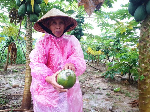Mưa lớn ngập úng rau vụ tết, nông dân Quảng Nam thấp thỏm - Ảnh 11. Mưa lớn ngập úng rau vụ tết, nông dân Quảng Nam thấp thỏm - Ảnh 11.