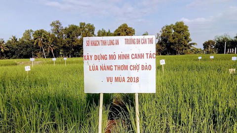 Từ chuyện gạo Việt nghĩ về nông nghiệp hữu cơ - Ảnh 1. Từ chuyện gạo Việt nghĩ về nông nghiệp hữu cơ - Ảnh 1.