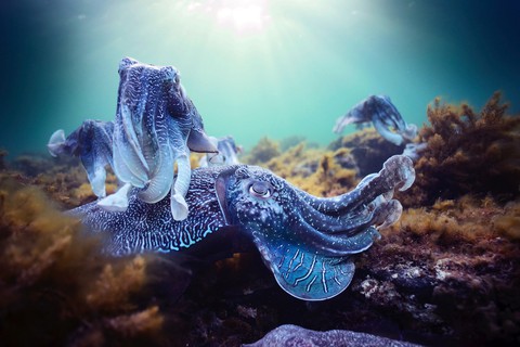 Xem Blue Planet II và ngắm những điều kỳ diệu dưới con sóng - Ảnh 5. Xem Blue Planet II và ngắm những điều kỳ diệu dưới con sóng - Ảnh 5.