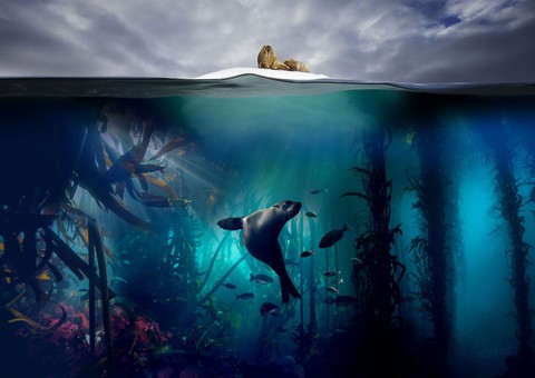 Xem Blue Planet II và ngắm những điều kỳ diệu dưới con sóng - Ảnh 6. Xem Blue Planet II và ngắm những điều kỳ diệu dưới con sóng - Ảnh 6.