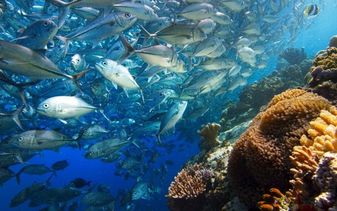 Xem Blue Planet II và ngắm những điều kỳ diệu dưới con sóng - Ảnh 10. Xem Blue Planet II và ngắm những điều kỳ diệu dưới con sóng - Ảnh 10.
