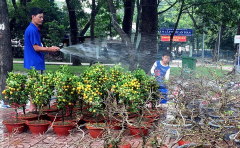 Dân Sài Gòn đủ chợ hoa để chưng tết - Ảnh 2. Dân Sài Gòn đủ chợ hoa để chưng tết - Ảnh 2.