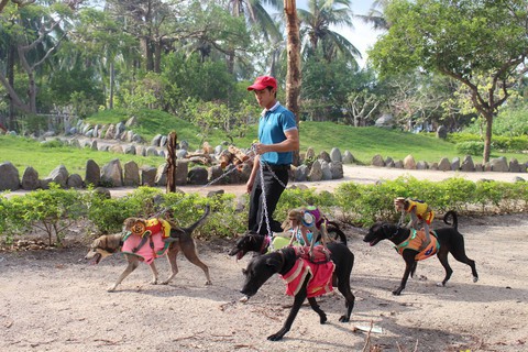 Đua chó trên đảo Khỉ - Ảnh 2. Đua chó trên đảo Khỉ - Ảnh 2.