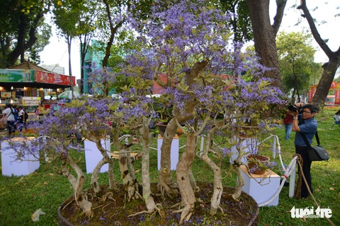 Hội hoa xuân Tao Đàn đã mở cửa đợi khách thưởng hoa - Ảnh 5. Hội hoa xuân Tao Đàn đã mở cửa đợi khách thưởng hoa - Ảnh 5.