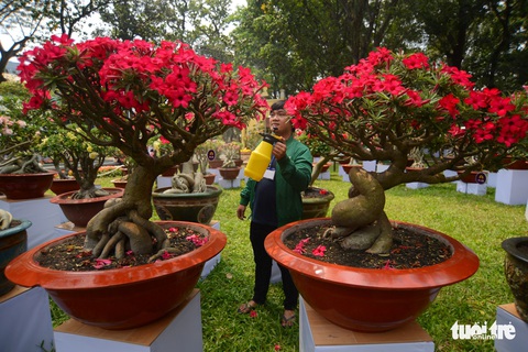 Hội hoa xuân Tao Đàn đã mở cửa đợi khách thưởng hoa - Ảnh 6. Hội hoa xuân Tao Đàn đã mở cửa đợi khách thưởng hoa - Ảnh 6.