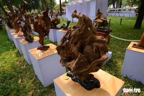 Hội hoa xuân Tao Đàn đã mở cửa đợi khách thưởng hoa - Ảnh 8. Hội hoa xuân Tao Đàn đã mở cửa đợi khách thưởng hoa - Ảnh 8.