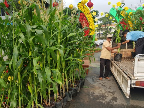 Xem chó biểu diễn đờn ca tài tử ở đường hoa Cần Thơ - Ảnh 21. Xem chó biểu diễn đờn ca tài tử ở đường hoa Cần Thơ - Ảnh 21.