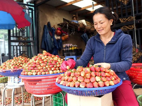 Phân biệt dâu tây Đà Lạt, dâu tây Trung Quốc - Ảnh 1. Phân biệt dâu tây Đà Lạt, dâu tây Trung Quốc - Ảnh 1.