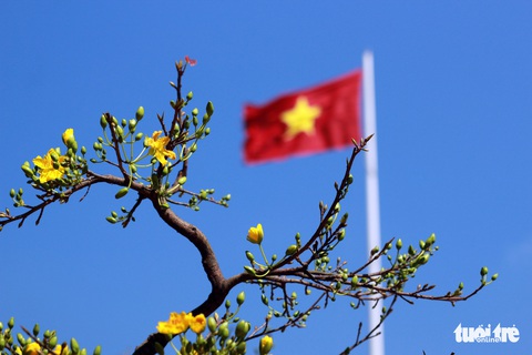 Buôn Ma Thuột lần đầu làm đường hoa đón tết - Ảnh 5.