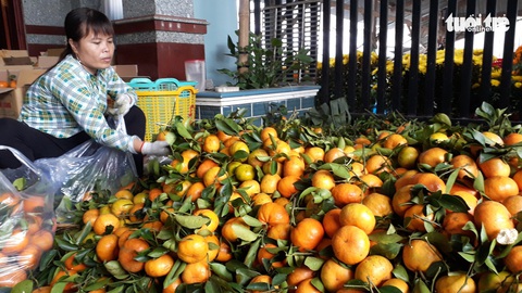 Quýt hồng Núi Cấm xuống núi ăn Tết Mậu Tuất - Ảnh 6. Quýt hồng Núi Cấm xuống núi ăn Tết Mậu Tuất - Ảnh 6.