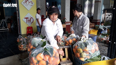 Quýt hồng Núi Cấm xuống núi ăn Tết Mậu Tuất - Ảnh 7. Quýt hồng Núi Cấm xuống núi ăn Tết Mậu Tuất - Ảnh 7.