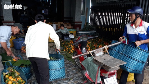 Quýt hồng Núi Cấm xuống núi ăn Tết Mậu Tuất - Ảnh 2. Quýt hồng Núi Cấm xuống núi ăn Tết Mậu Tuất - Ảnh 2.
