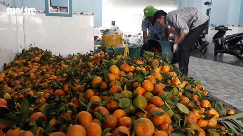 Quýt hồng Núi Cấm xuống núi ăn Tết Mậu Tuất - Ảnh 5. Quýt hồng Núi Cấm xuống núi ăn Tết Mậu Tuất - Ảnh 5.