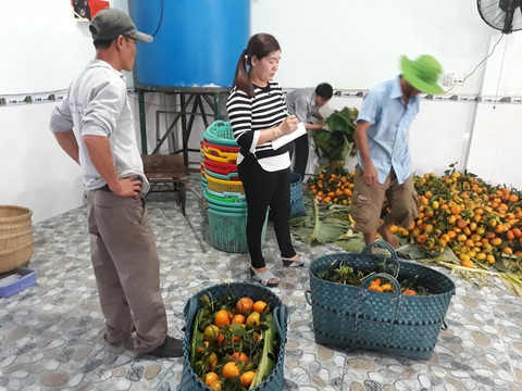 Quýt hồng Núi Cấm xuống núi ăn Tết Mậu Tuất - Ảnh 4. Quýt hồng Núi Cấm xuống núi ăn Tết Mậu Tuất - Ảnh 4.