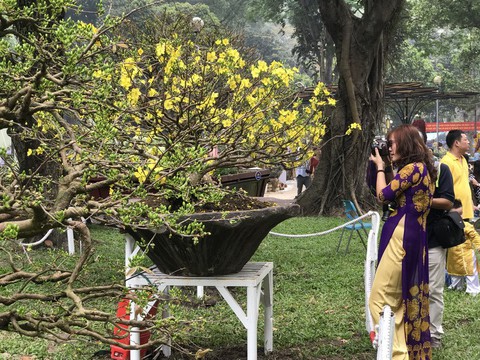 Ông chủ thầu đưa mai vàng sang trời Âu - Ảnh 3. Ông chủ thầu đưa mai vàng sang trời Âu - Ảnh 3.