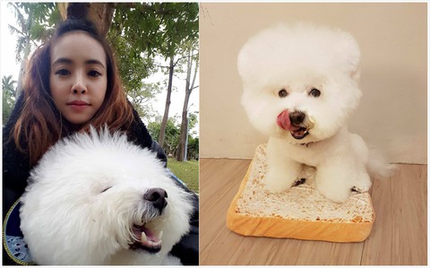 Điểm danh các nghệ sĩ Hoa ngữ tình nguyện làm sen cho chó - Ảnh 5. Điểm danh các nghệ sĩ Hoa ngữ tình nguyện làm sen cho chó - Ảnh 5.