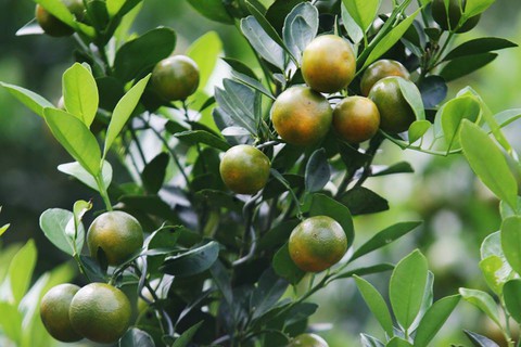 Cái Tết đầu tiên tôi vắng cha nuôi... - Ảnh 1. Cái Tết đầu tiên tôi vắng cha nuôi... - Ảnh 1.