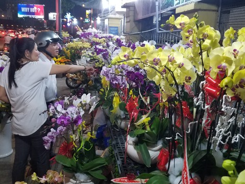 Lan hồ điệp tết cạn hàng, giá tăng - Ảnh 4. Lan hồ điệp tết cạn hàng, giá tăng - Ảnh 4.