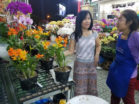 Lan hồ điệp tết cạn hàng, giá tăng - Ảnh 3. Lan hồ điệp tết cạn hàng, giá tăng - Ảnh 3.