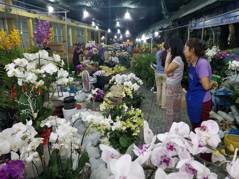 Lan hồ điệp tết cạn hàng, giá tăng - Ảnh 5. Lan hồ điệp tết cạn hàng, giá tăng - Ảnh 5.