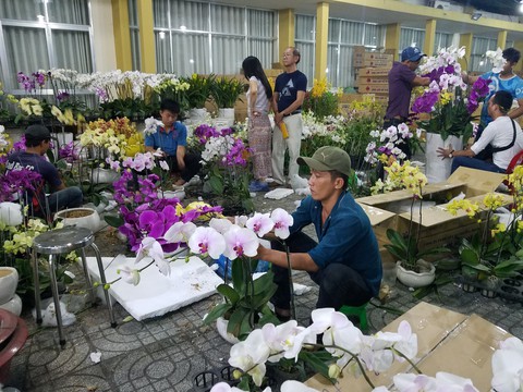 Lan hồ điệp tết cạn hàng, giá tăng - Ảnh 1. Lan hồ điệp tết cạn hàng, giá tăng - Ảnh 1.