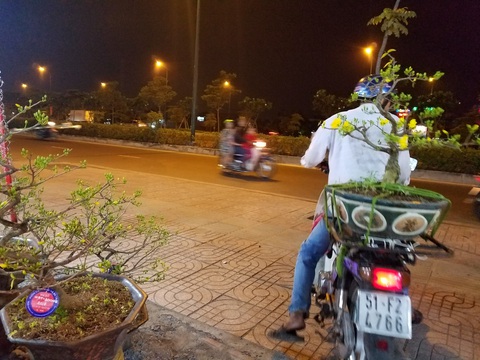Dân Sài Gòn hối hả săn mai Tết tận khuya - Ảnh 8. Dân Sài Gòn hối hả săn mai Tết tận khuya - Ảnh 8.