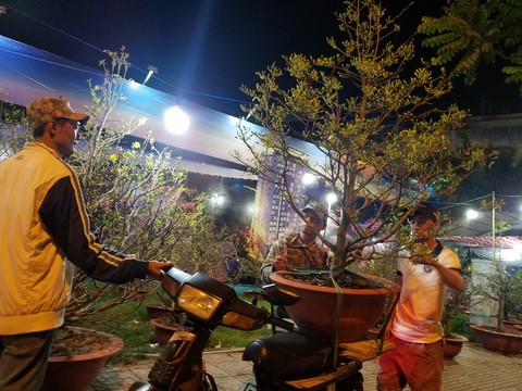 Dân Sài Gòn hối hả săn mai Tết tận khuya - Ảnh 9. Dân Sài Gòn hối hả săn mai Tết tận khuya - Ảnh 9.