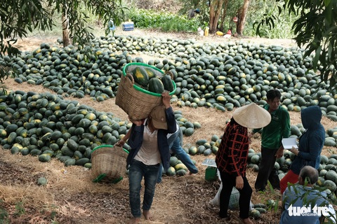 Miền Tây ngày giáp tết: gốc mai, bông thọ và... Đắp mộ cuộc tình - Ảnh 5. Miền Tây ngày giáp tết: gốc mai, bông thọ và... Đắp mộ cuộc tình - Ảnh 5.