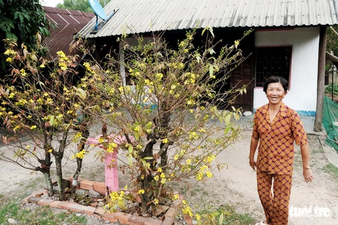 Miền Tây ngày giáp tết: gốc mai, bông thọ và... Đắp mộ cuộc tình - Ảnh 8. Miền Tây ngày giáp tết: gốc mai, bông thọ và... Đắp mộ cuộc tình - Ảnh 8.