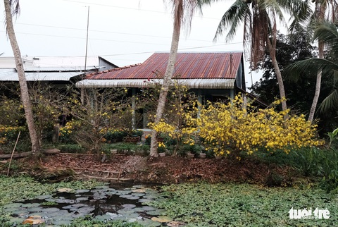 Miền Tây ngày giáp tết: gốc mai, bông thọ và... Đắp mộ cuộc tình - Ảnh 16. Miền Tây ngày giáp tết: gốc mai, bông thọ và... Đắp mộ cuộc tình - Ảnh 16.
