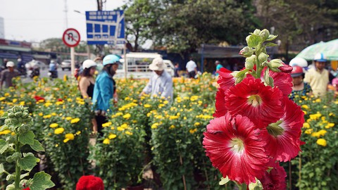 Trưa 30 tết nhiều điểm bán hoa ở TPHCM quyết không giảm giá - Ảnh 4. Trưa 30 tết nhiều điểm bán hoa ở TPHCM quyết không giảm giá - Ảnh 4.