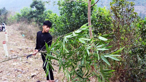 Theo chân người Tày vào rừng lấy cây nêu đón Tết - Ảnh 1. Theo chân người Tày vào rừng lấy cây nêu đón Tết - Ảnh 1.