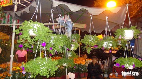 Nhà vườn ở miền Tây lỗ nặng vì hoa kiểng rớt giá thê thảm - Ảnh 9. Nhà vườn ở miền Tây lỗ nặng vì hoa kiểng rớt giá thê thảm - Ảnh 9.