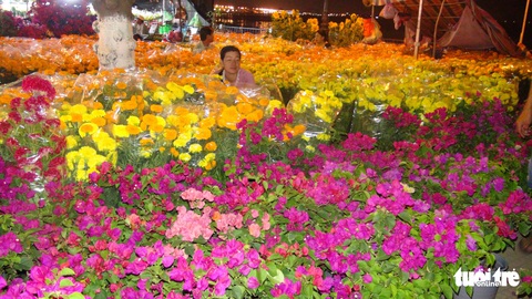 Nhà vườn ở miền Tây lỗ nặng vì hoa kiểng rớt giá thê thảm - Ảnh 6. Nhà vườn ở miền Tây lỗ nặng vì hoa kiểng rớt giá thê thảm - Ảnh 6.