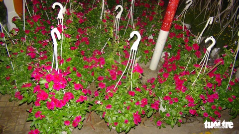 Nhà vườn ở miền Tây lỗ nặng vì hoa kiểng rớt giá thê thảm - Ảnh 3. Nhà vườn ở miền Tây lỗ nặng vì hoa kiểng rớt giá thê thảm - Ảnh 3.