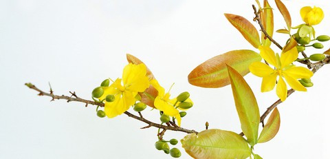 4 ước nguyện đầu xuân cùng bạn đọc - Ảnh 1. 4 ước nguyện đầu xuân cùng bạn đọc - Ảnh 1.