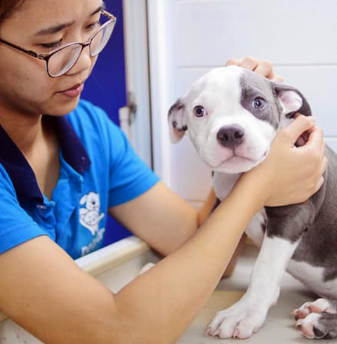 Chi tiền triệu cho dịch vụ chăm chó mèo ngày tết - Ảnh 2. Chi tiền triệu cho dịch vụ chăm chó mèo ngày tết - Ảnh 2.