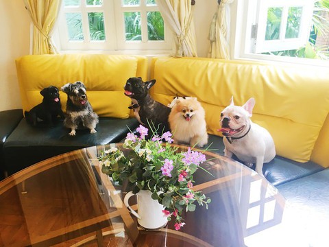 Chi tiền triệu cho dịch vụ chăm chó mèo ngày tết - Ảnh 1. Chi tiền triệu cho dịch vụ chăm chó mèo ngày tết - Ảnh 1.
