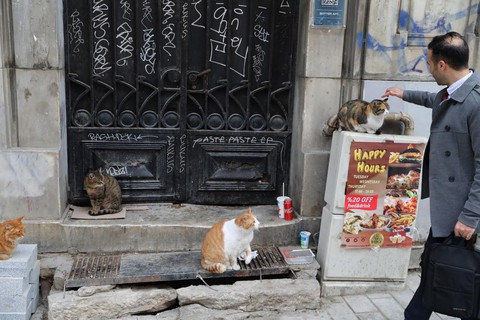 Lang thang khám phá thành phố...mèo Istanbul - Ảnh 10.