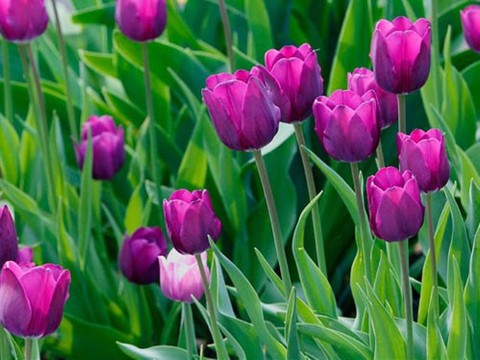 Trồng thành công hoa tulip tại miền núi Quảng Trị - Ảnh 1. Trồng thành công hoa tulip tại miền núi Quảng Trị - Ảnh 1.