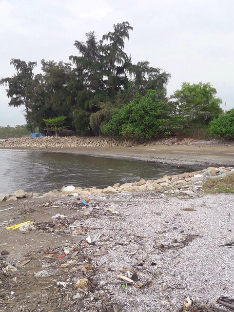 Khu đô thị du lịch biển Cần Giờ: Phải lưu ý hệ sinh thái - Ảnh 2. Khu đô thị du lịch biển Cần Giờ: Phải lưu ý hệ sinh thái - Ảnh 2.