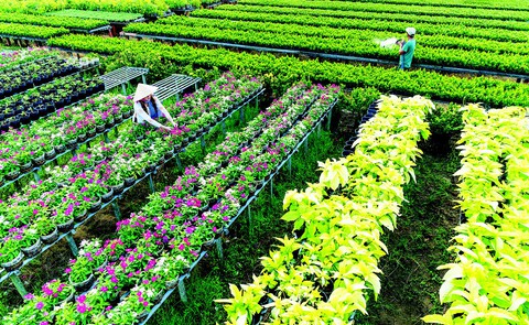 Nông dân ăn Tết vui - Ảnh 2. Nông dân ăn Tết vui - Ảnh 2.